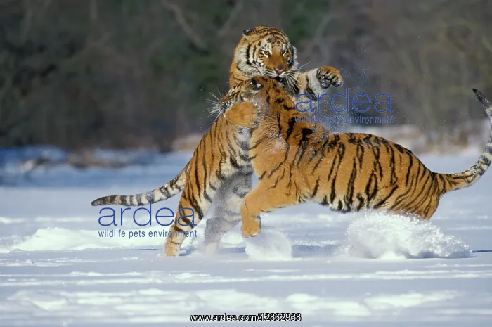 : Siberian TIGER - two, fighting : Siberian TIGER - two, fighting