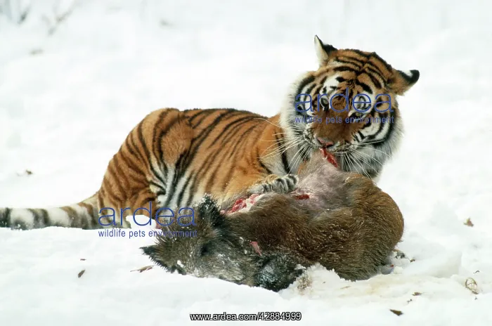  : Siberian Tiger - with Wild Boar prey