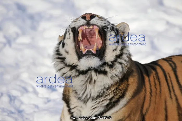 : Siberian Tiger, yawning, showing its teeth, in the : Siberian Tiger, yawning, showing its teeth, in the