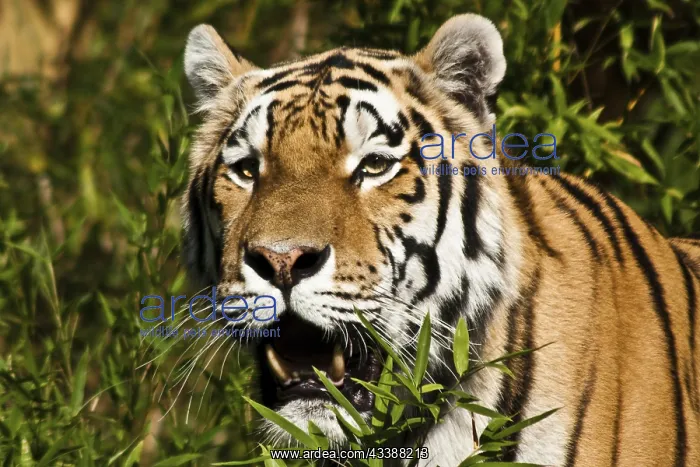 : Siberian tigers, Amur tigers, largest and strongest : Siberian tigers, Amur tigers, largest and strongest