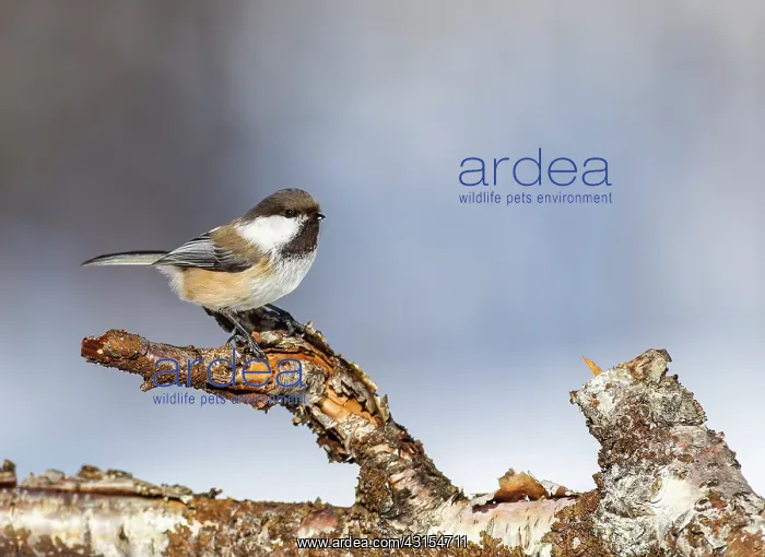 : Siberian Tit : Siberian Tit