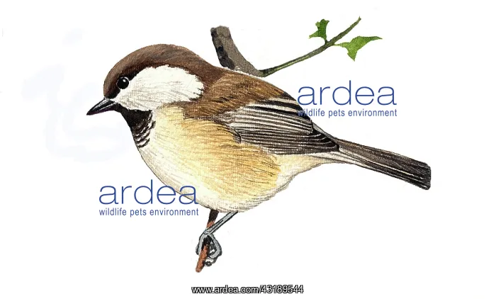 : Siberian Tit : Siberian Tit