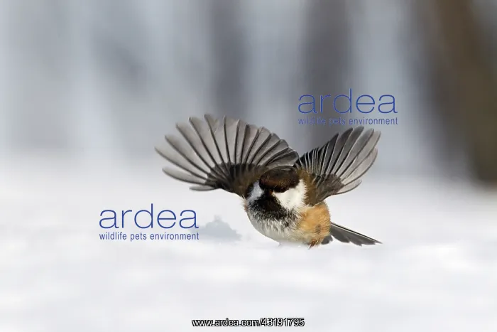 : Siberian Tit : Siberian Tit