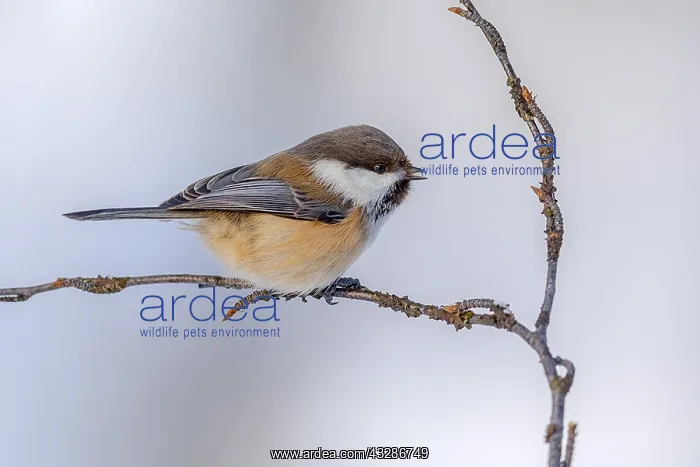 : Siberian Tit - adult siberian tit sitting on a twig : Siberian Tit - adult siberian tit sitting on a twig