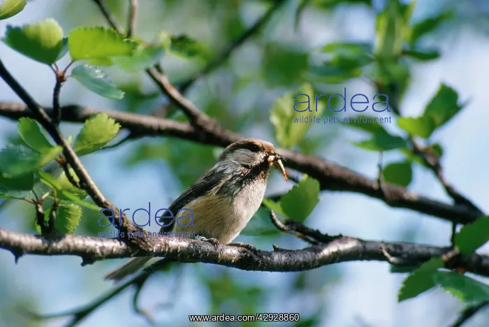 : Siberian Tit - with insect in beak : Siberian Tit - with insect in beak