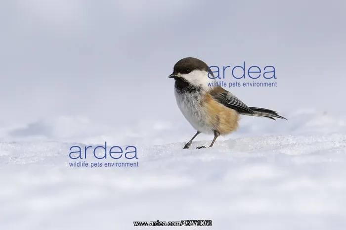 : Siberian Tit (Parus cinctus) on snow, Finland : Siberian Tit (Parus cinctus) on snow, Finland