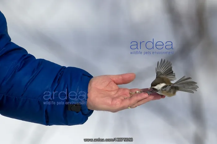 : Siberian Tit (Poecile cinctus) is taking seeds : Siberian Tit (Poecile cinctus) is taking seeds