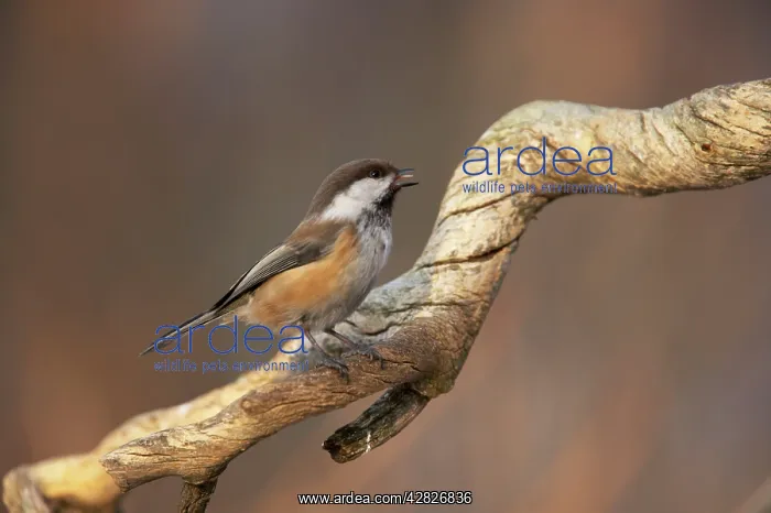 : Siberian Tit - Singing : Siberian Tit - Singing