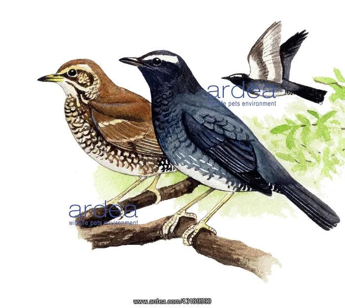 : Siberian Trush : Siberian Trush