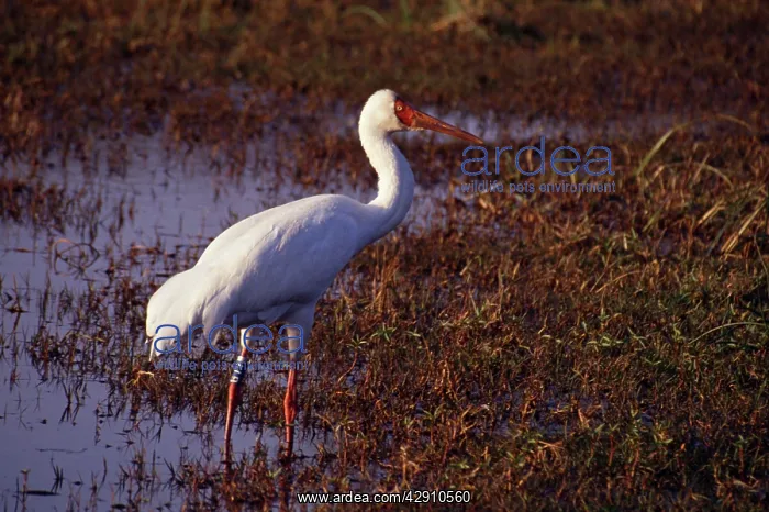 : Siberian White / Great White / Asiatic White CRANE : Siberian White / Great White / Asiatic White CRANE