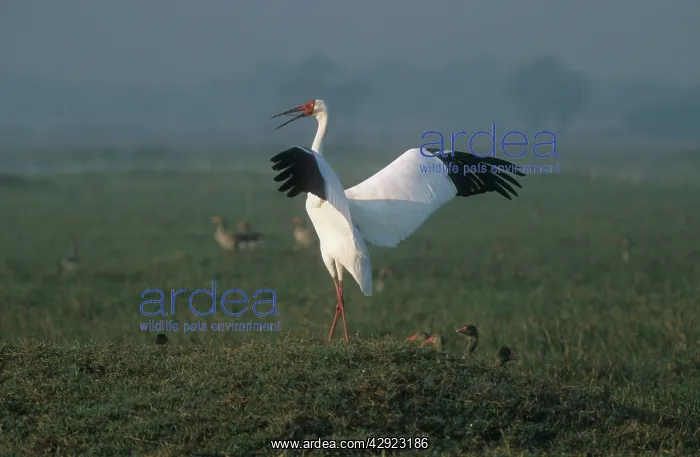 : Siberian White / Great White / Asiatic White CRANE : Siberian White / Great White / Asiatic White CRANE