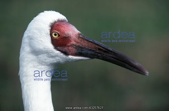  : Siberian White  /  Great White  /  Asiatic White CRANE