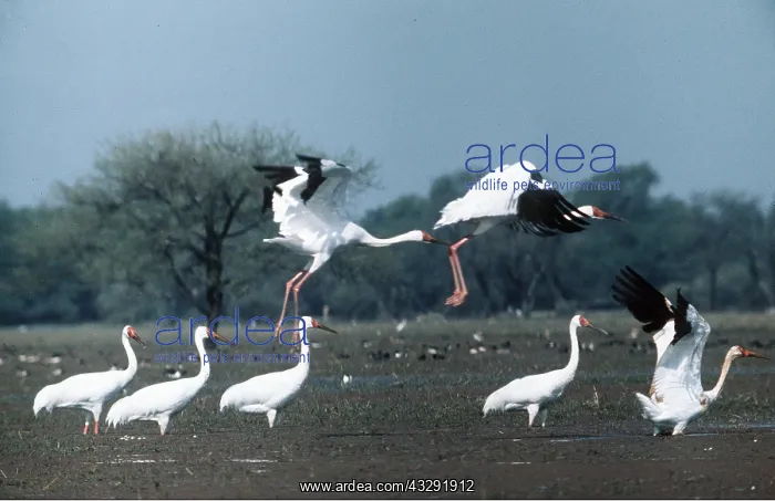: Siberian White / Great White / Asiatic White CRANE : Siberian White / Great White / Asiatic White CRANE