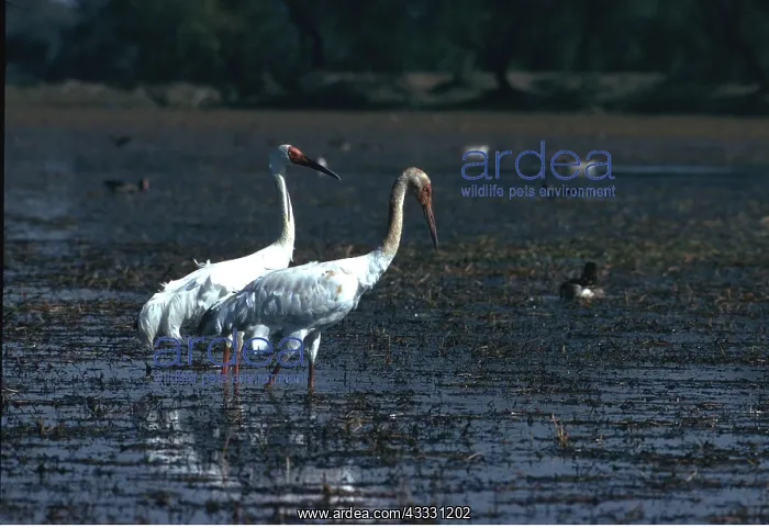 : Siberian White / Great White / Asiatic White CRANE : Siberian White / Great White / Asiatic White CRANE