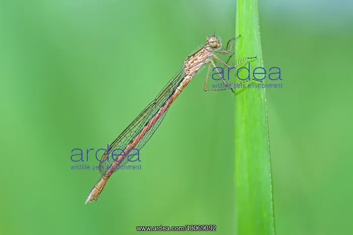: Siberian Winter Damsel : Siberian Winter Damsel