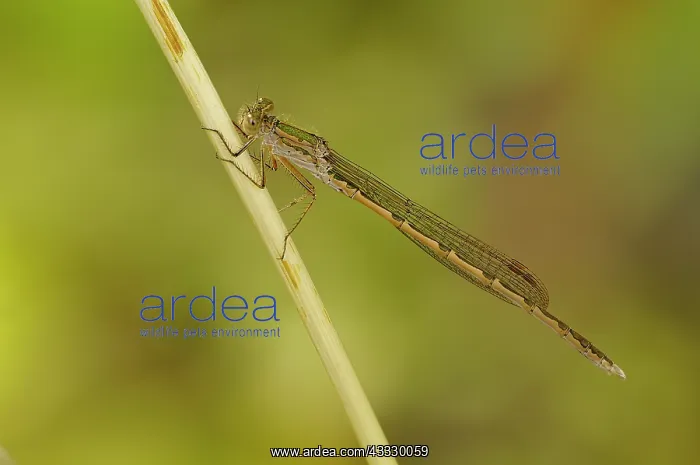 : Siberian Winter Damsel : Siberian Winter Damsel
