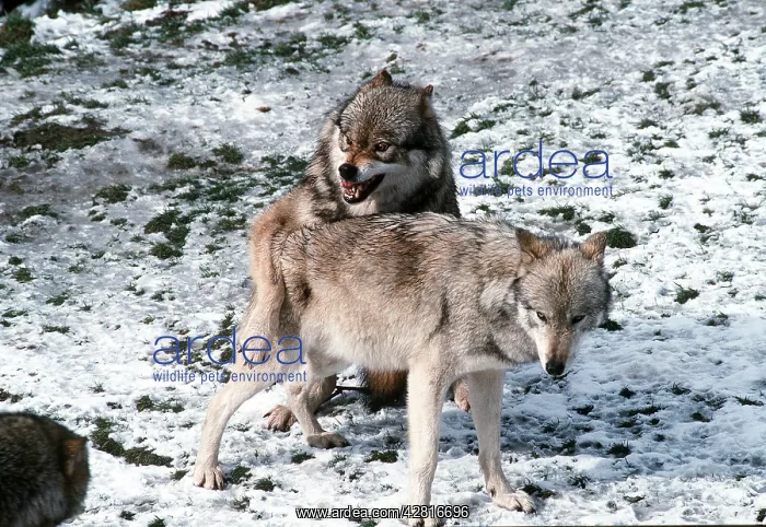 : SIBERIAN WOLF - subdominant male trying to mount female : SIBERIAN WOLF - subdominant male trying to mount female