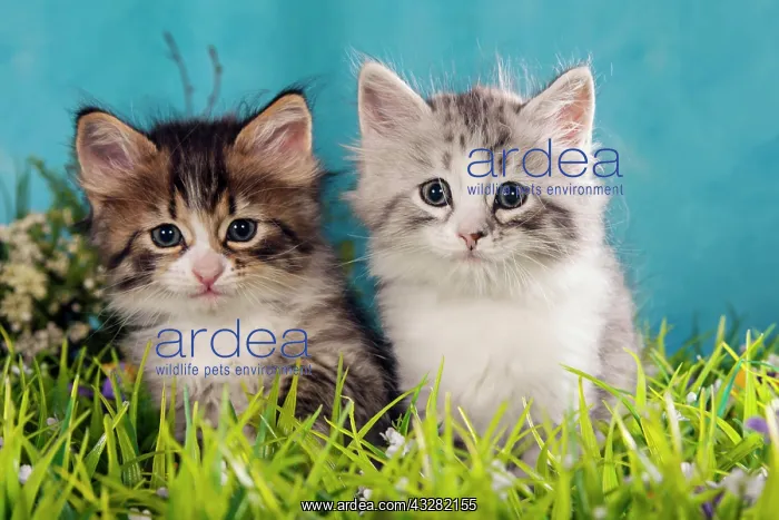 : Siberians or Siberian Forest Cats, Kittens : Siberians or Siberian Forest Cats, Kittens