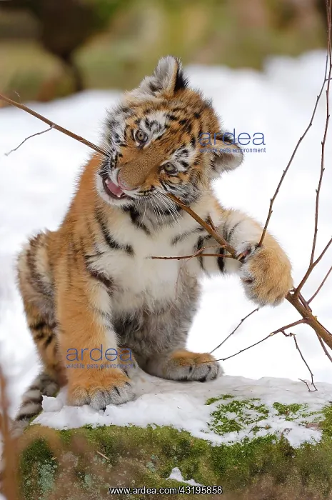 : Sibirian Tiger (Panthera tigris altaica) portrait : Sibirian Tiger (Panthera tigris altaica) portrait