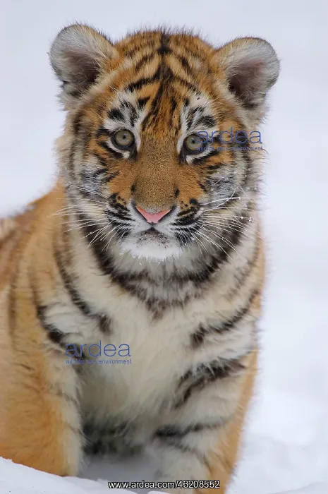 : Sibirian Tiger (Panthera tigris altaica) portrait : Sibirian Tiger (Panthera tigris altaica) portrait