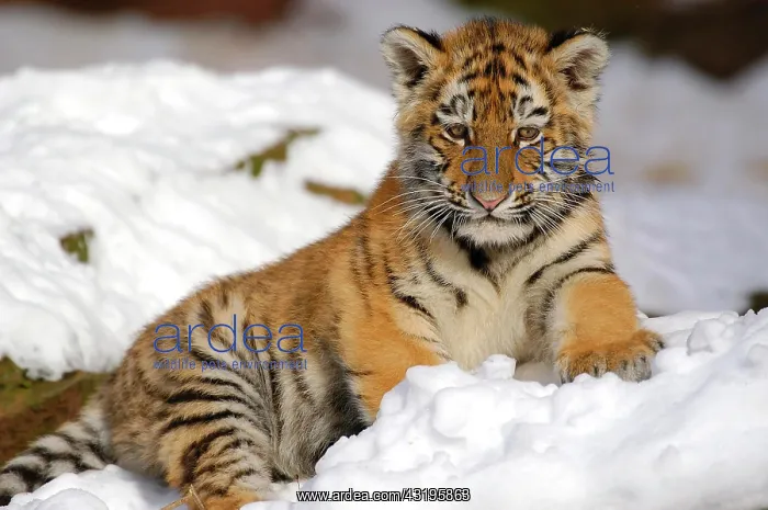 : Sibirian Tiger (Panthera tigris altaica) young one : Sibirian Tiger (Panthera tigris altaica) young one