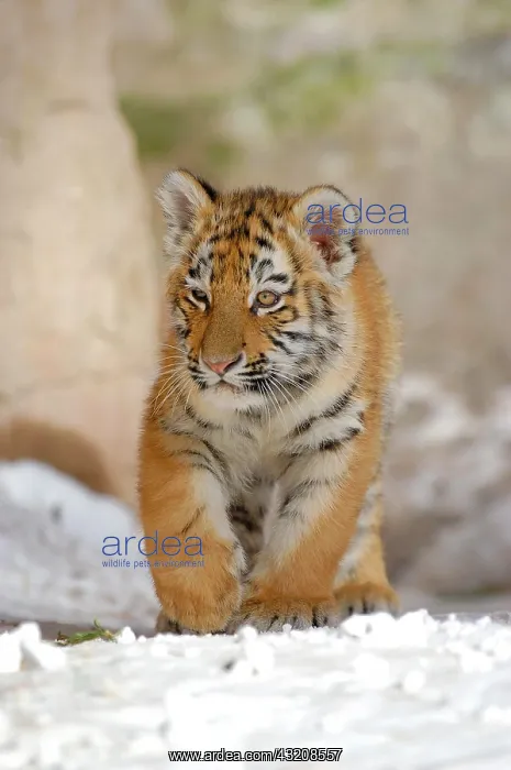 : Sibirian Tiger (Panthera tigris altaica) young : Sibirian Tiger (Panthera tigris altaica) young