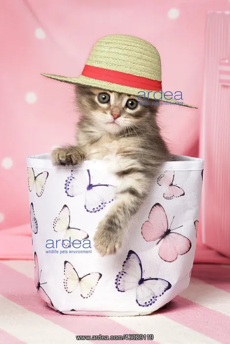 : Sib^s rien Sibo?rien : Sib^s rien Sibo?rien