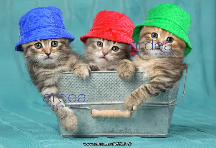 : Sib^s rien Sibo?rien : Sib^s rien Sibo?rien