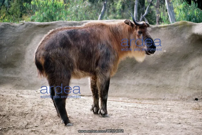 : Sichuan Takin : Sichuan Takin
