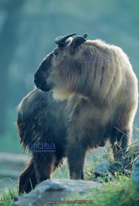 : Sichuan TAKIN : Sichuan TAKIN