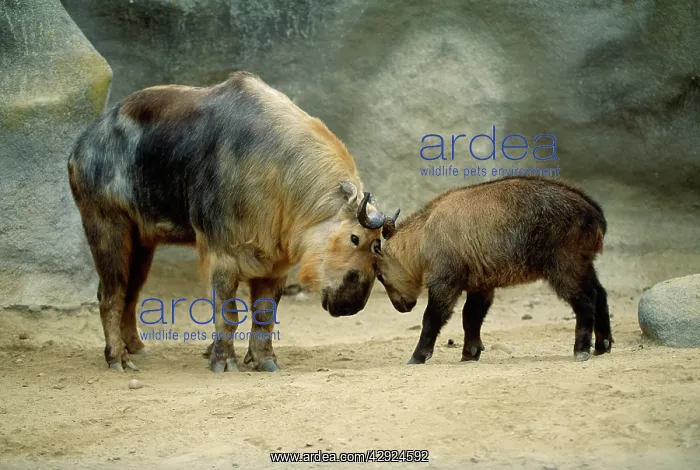  : Sichuan Takin - male playing with young
