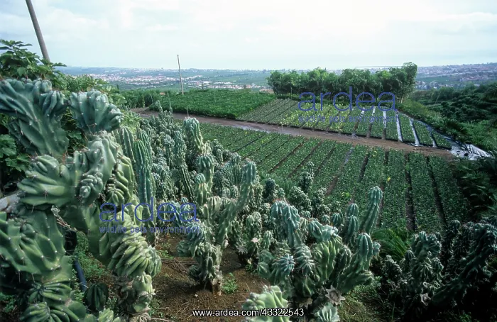 : Sicilian foliage plant nursery : Sicilian foliage plant nursery