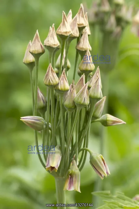 : Sicilian honey lily (Nectaroscordum siculum) : Sicilian honey lily (Nectaroscordum siculum)