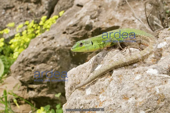 : Sicilian Wall Lizard - in habitat : Sicilian Wall Lizard - in habitat