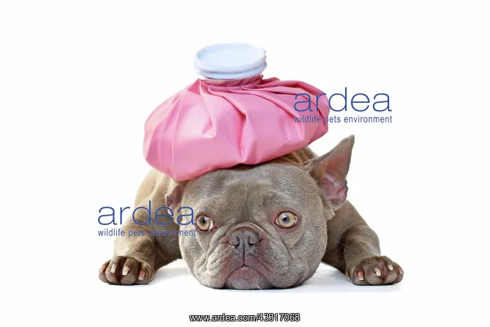 : Sick lilac French Bulldog dog with ice bag on head : Sick lilac French Bulldog dog with ice bag on head