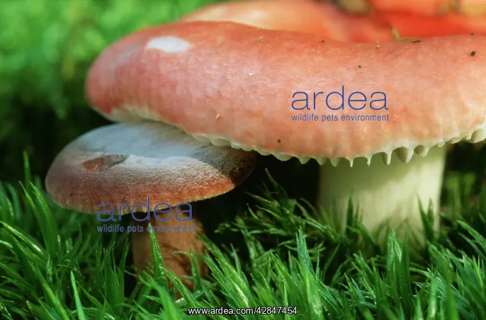 : The Sickener / Emetic Russula FUNGI : The Sickener / Emetic Russula FUNGI