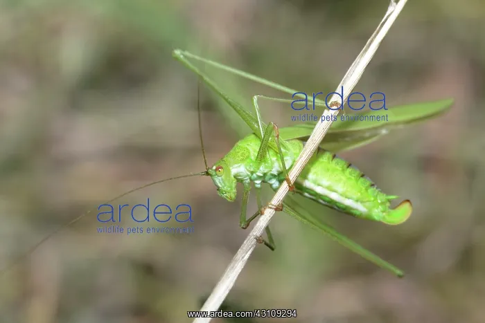 : Sickle-bearing Bush Cricket (Phaneroptera falcata) : Sickle-bearing Bush Cricket (Phaneroptera falcata)