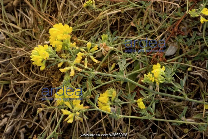 : Sickle medick : Sickle medick