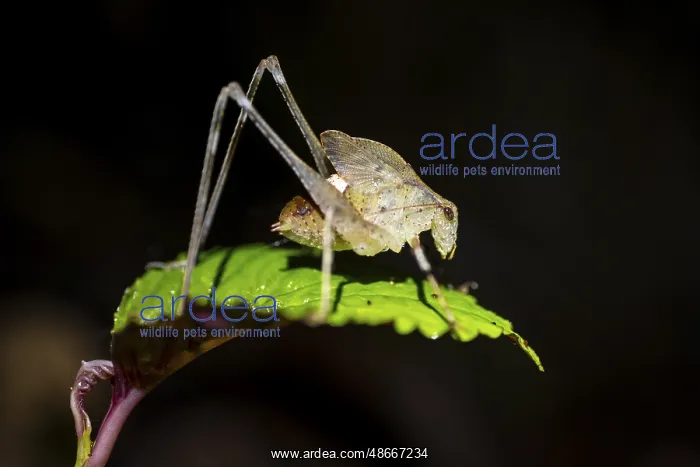 : Sickle-winged grasshopper (Phaneropterinae) sitting on a : Sickle-winged grasshopper (Phaneropterinae) sitting on a