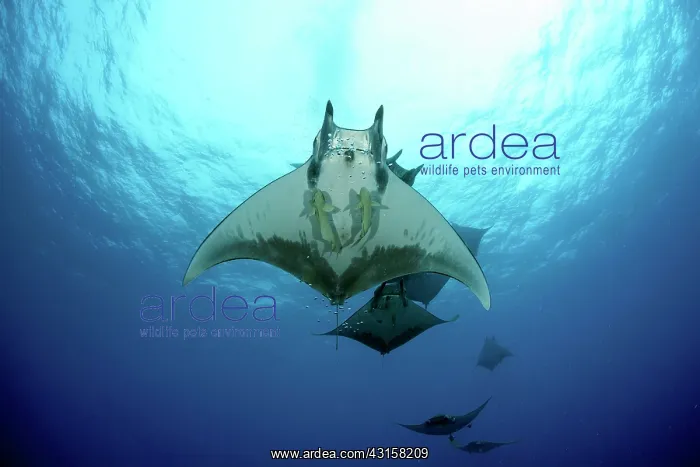 : Sicklefin Mantas, Mobula tarapacana, Ambrosio dive : Sicklefin Mantas, Mobula tarapacana, Ambrosio dive
