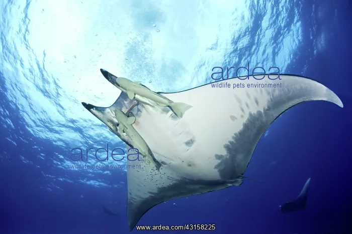 : Sicklefin Mantas, Mobula tarapacana, Ambrosio dive : Sicklefin Mantas, Mobula tarapacana, Ambrosio dive