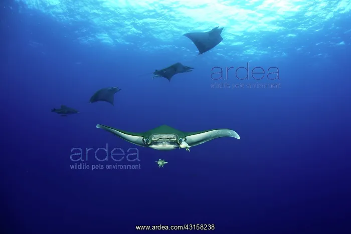 : Sicklefin Mantas, Mobula tarapacana, Ambrosio dive : Sicklefin Mantas, Mobula tarapacana, Ambrosio dive