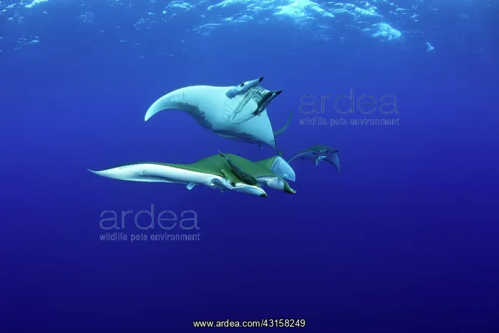 : Sicklefin Mantas, Mobula tarapacana, Ambrosio dive : Sicklefin Mantas, Mobula tarapacana, Ambrosio dive