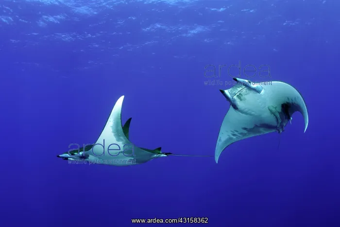 : Sicklefin Mantas, Mobula tarapacana, Ambrosio dive : Sicklefin Mantas, Mobula tarapacana, Ambrosio dive