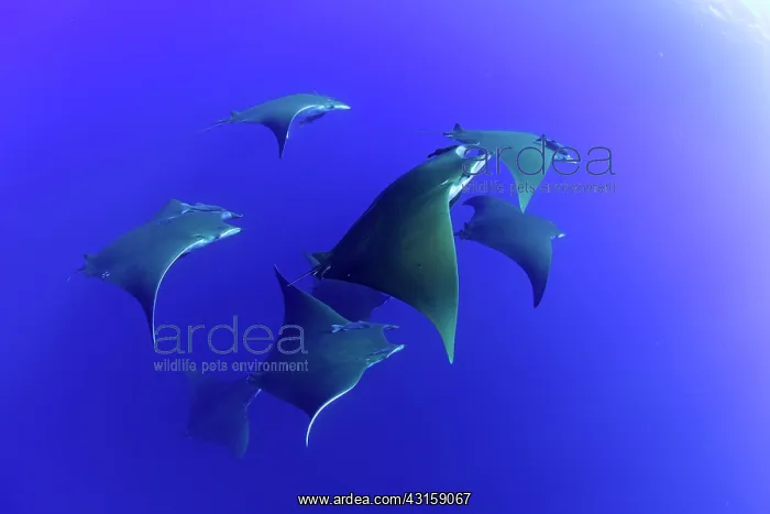 : Sicklefin Mantas, Mobula tarapacana, Ambrosio dive : Sicklefin Mantas, Mobula tarapacana, Ambrosio dive