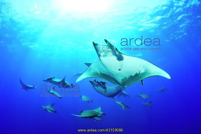 : Sicklefin Mantas, Mobula tarapacana, Ambrosio dive : Sicklefin Mantas, Mobula tarapacana, Ambrosio dive