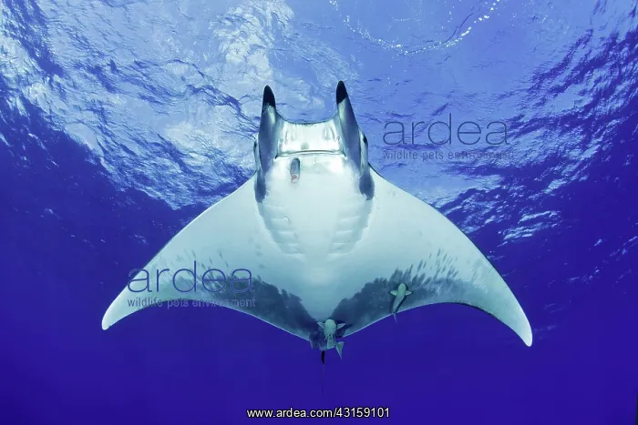 : Sicklefin Mantas, Mobula tarapacana, Ambrosio dive : Sicklefin Mantas, Mobula tarapacana, Ambrosio dive