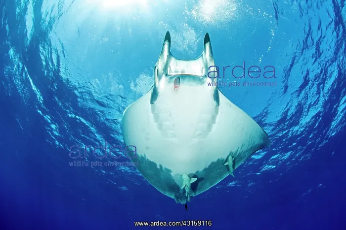 : Sicklefin Mantas, Mobula tarapacana, Ambrosio dive : Sicklefin Mantas, Mobula tarapacana, Ambrosio dive