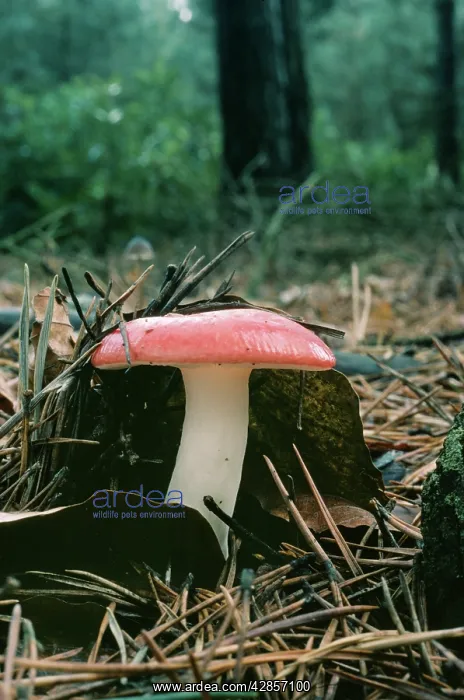 : The Sickner Fungi : The Sickner Fungi
