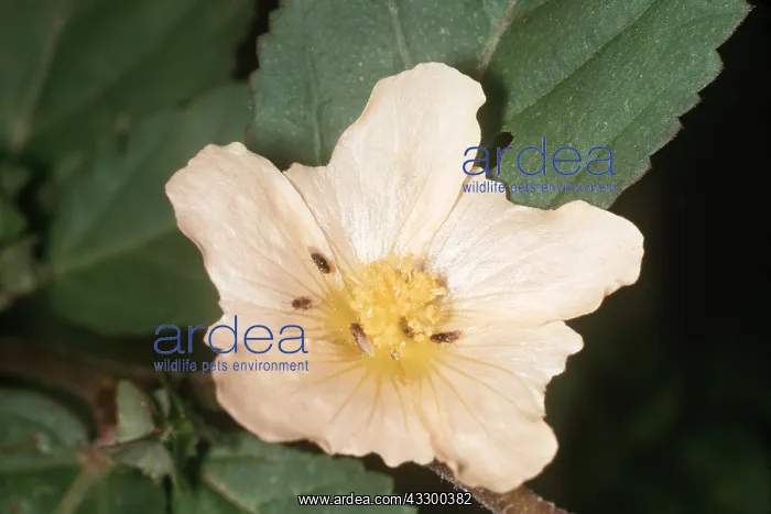 : SIDA FLOWER : SIDA FLOWER